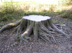 Create meme: tree stump, the grubbing of stumps