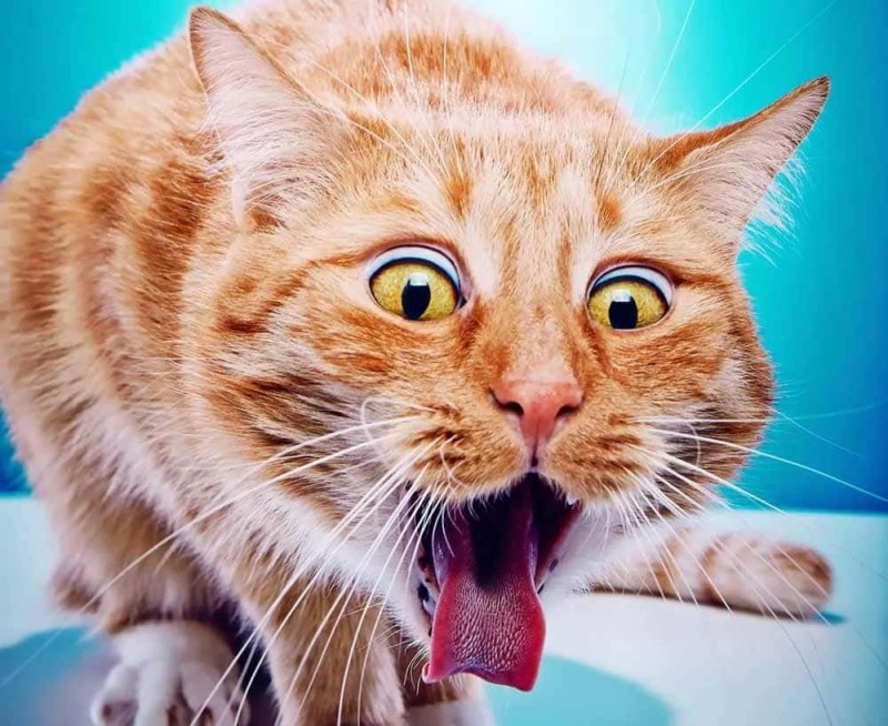 Create meme: sneezing cat, cat , cat 