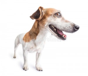 Create meme: dog Jack Russell, dog Jack Russell Terrier