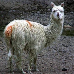 Create meme: alpaca, llama, Drama Llama