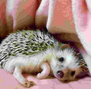 Create meme: pygmy hedgehog, African hedgehog, African pygmy hedgehog