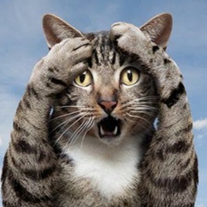 Create meme: cat, the surprised cat, cat in shock