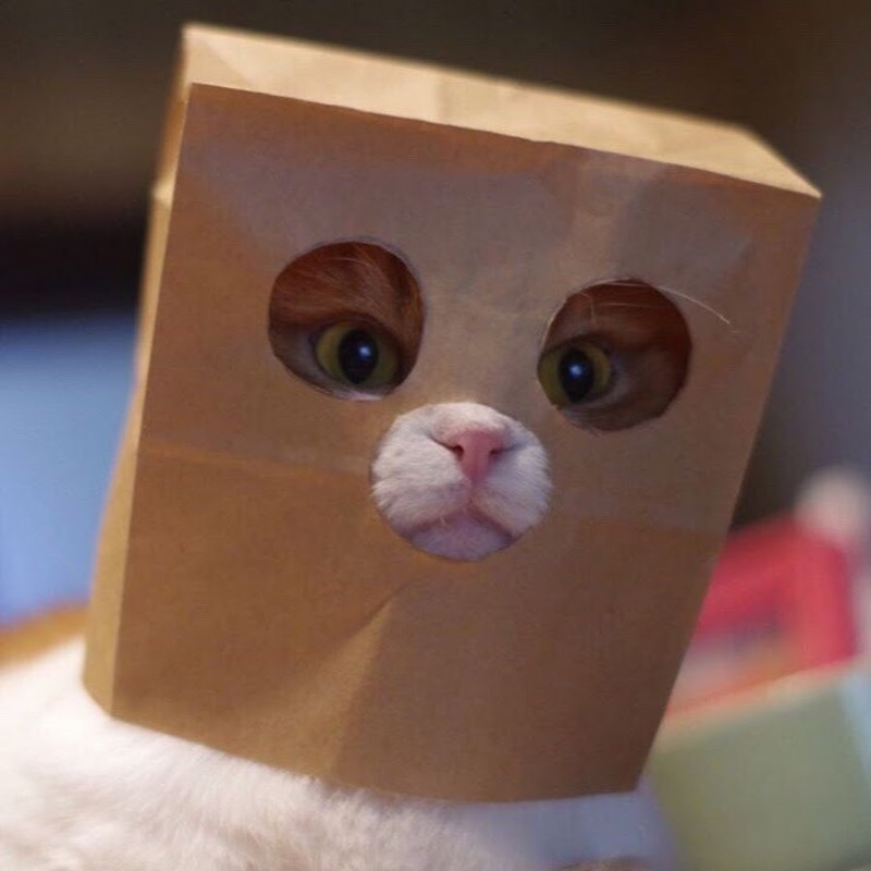 Создать мем: кот мем, кот, бумажные котики