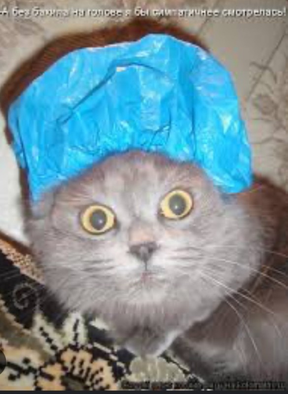 Create meme: a cat in a hat, a cat in a shower cap, shoe covers on the head