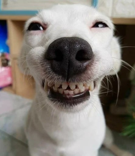 Create meme: smiling dog , smiling doggie, dog Ulybka 