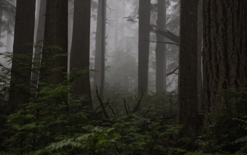 Create meme: dark forest, forest , misty forest