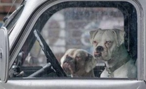 Создать мем: собака с хозяином, юмор собака за рулем, демотиваторы собаки в машине