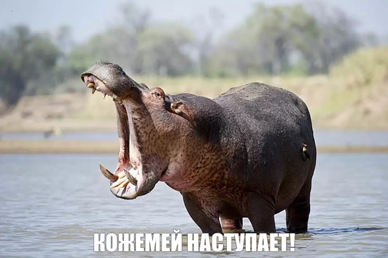 Create meme: animals Hippo, running behemoth, rhino vs hippo