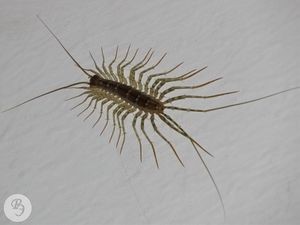 Create meme: centipede with long legs photos, centipede home photo, centipede centipede