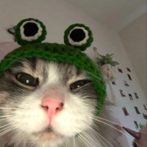 Create meme: cat, cat, cat in the hat