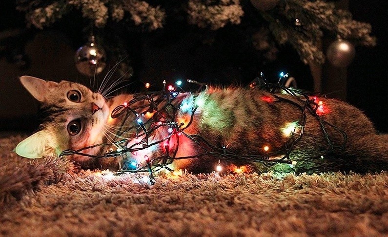 Create meme: a cat with a garland, a cat in a garland, cat in Christmas lights