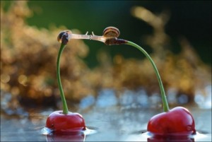 Create meme: love, snail, lovers of snails