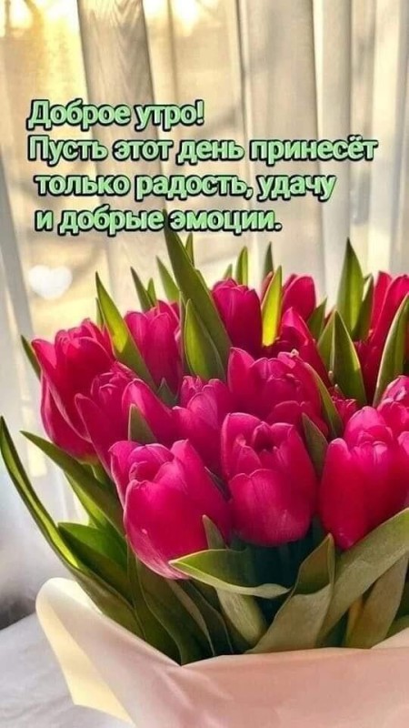 Create meme: good morning with tulips, good morning wishes with tulips, spring flowers tulips