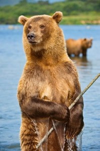 Create meme: grizzly bear, bear, brown bear