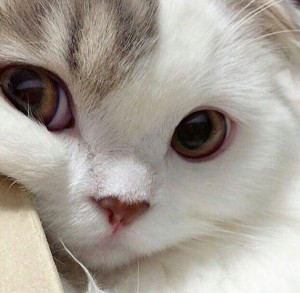 Create meme: the eyes of cats, cat, cat