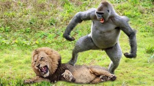 Создать мем: горилла атакует, бабуин и горилла, горилла лев битва