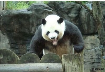 Создать мем: a panda, панда панда, гигантская панда