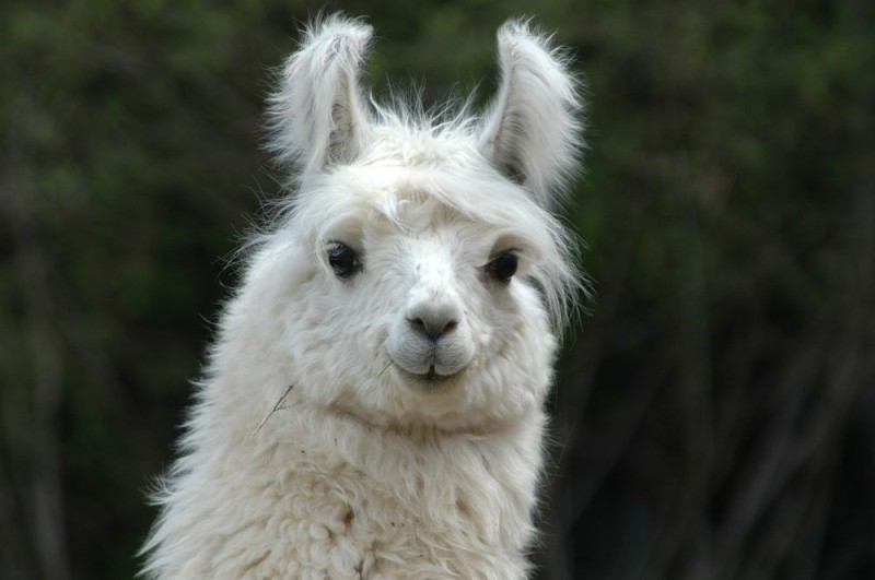 Create meme: alpaca is white, Lama Alpaca, The white llama