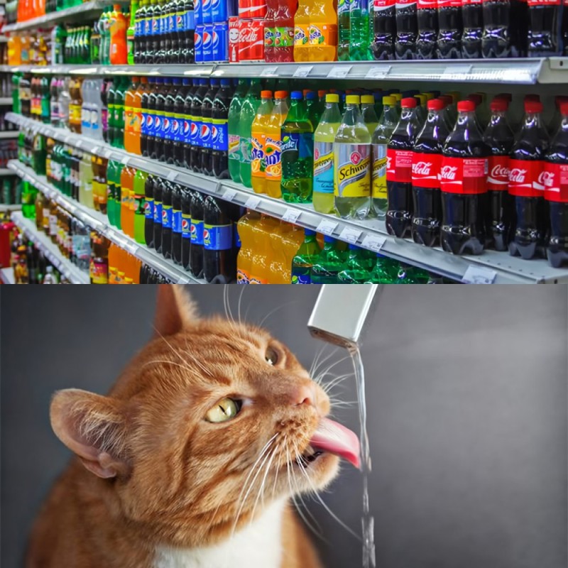 Create meme: cat , excise tax on sugary drinks, sweet soda