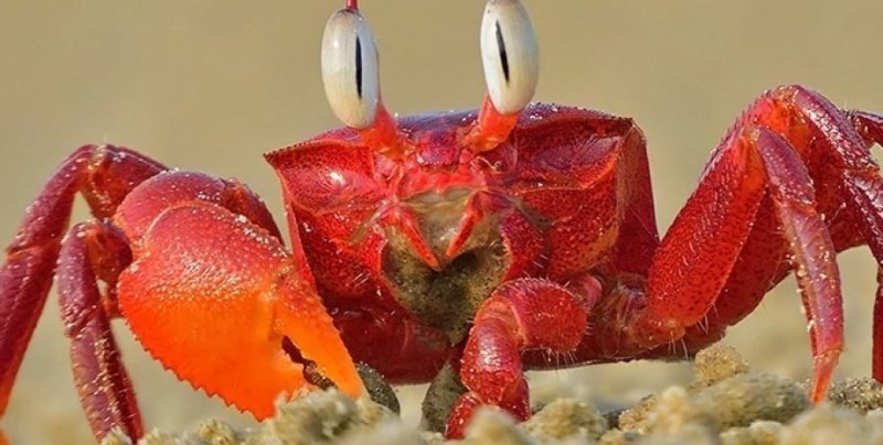 Create meme: red crab, crab , crab red ghost