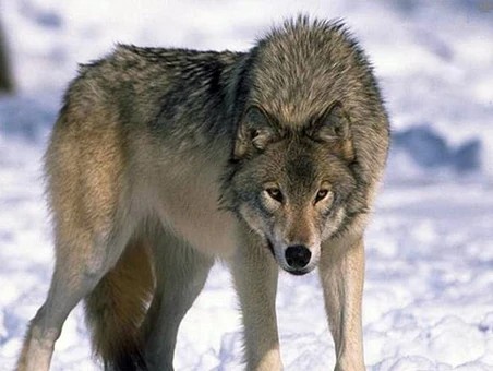 Создать мем: серый волк, большой волк, сибирский лесной волк