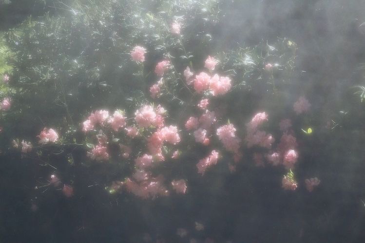 Create meme: beautiful flowers , blurred image, pink flower