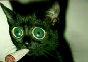 Create meme: cat under drugs 100 100, stoned to a t, cat on drugs
