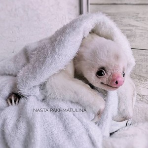 Create meme: Soft toy, cute baby sloth