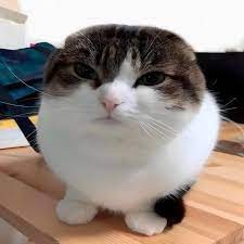 Create meme: wawa cat, cat Maru, cat meme 