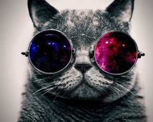 Создать мем: котики, кошка, 604×377