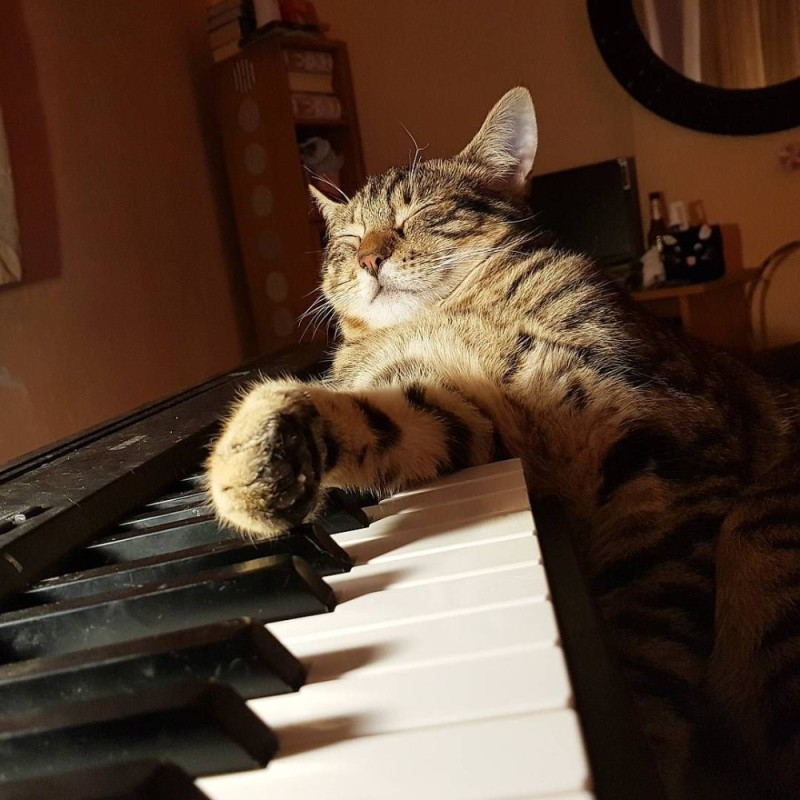 Create meme: cat musician, sleeping cat, cat on piano