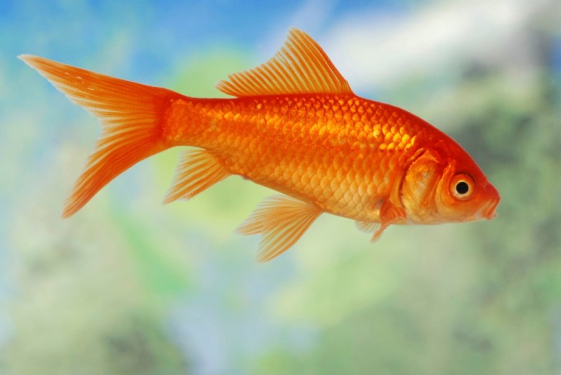 Создать мем: золотая рыбка, рыбка красная, рыбка оранда