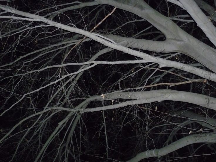 Создать мем: tree at night, в темноте, мрачные фотографии