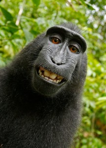 Create meme: funny animals, selfie, funny monkey