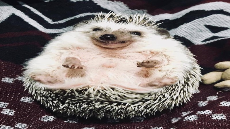 Create meme: the hedgehog is funny, pygmy hedgehog , funny hedgehog