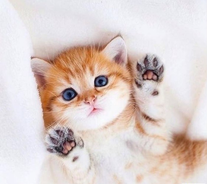 Create meme: cat , cute cats , seals cuties