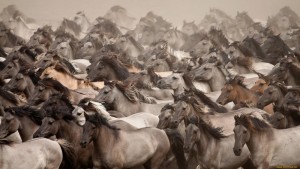 Create meme: wild horses, a herd of horses