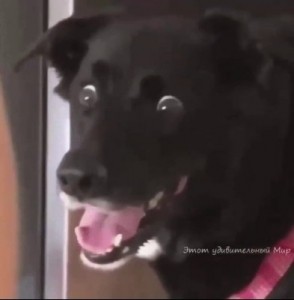 Create meme: dog, a dog in shock, dog