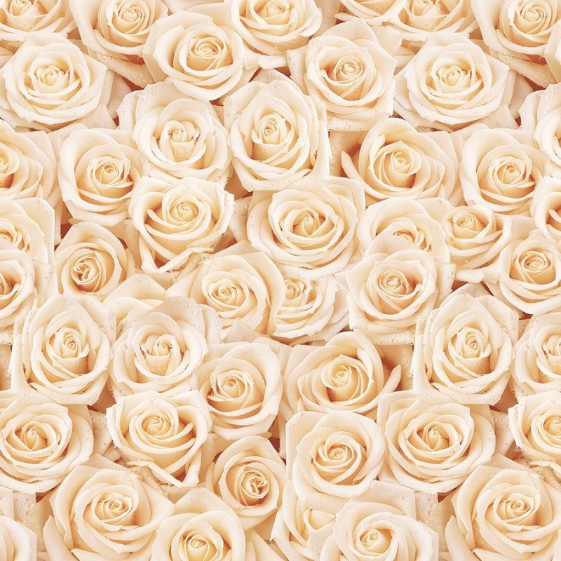 Создать мем: белые розы панорама, фон кремовый, фотообои белые розы
