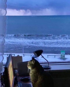 Создать мем: котик уехал на море, демотиватор кошки и море, котик морской