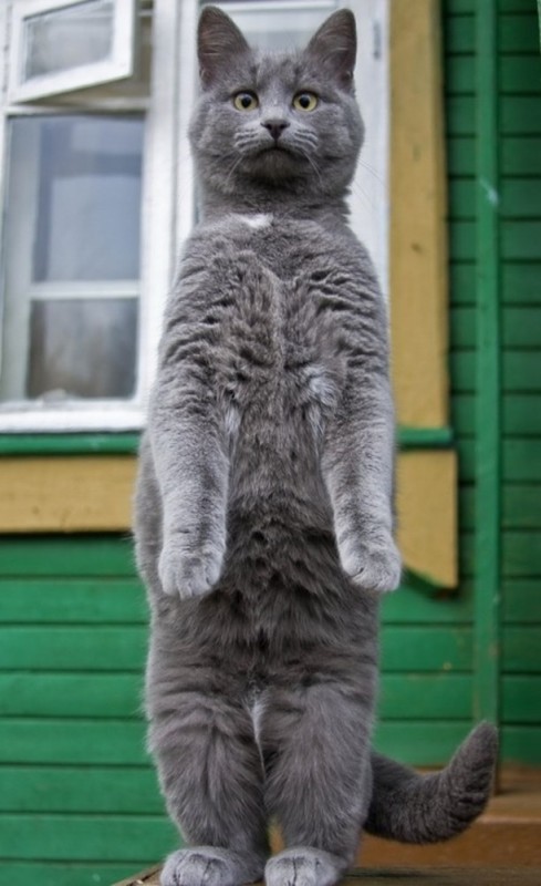 Создать мем: русская голубая кошка, серый кот, кошка серая