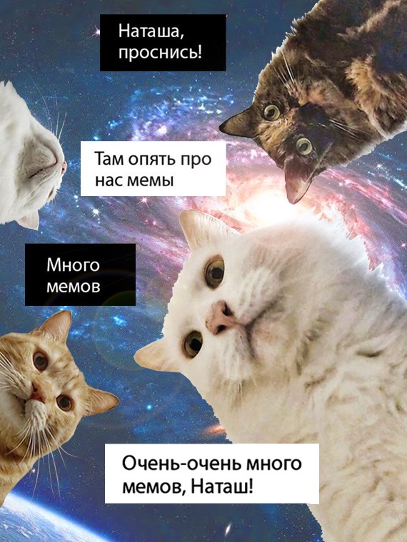 Create meme: memes with cats , memes cat, memes about the cat and natasha