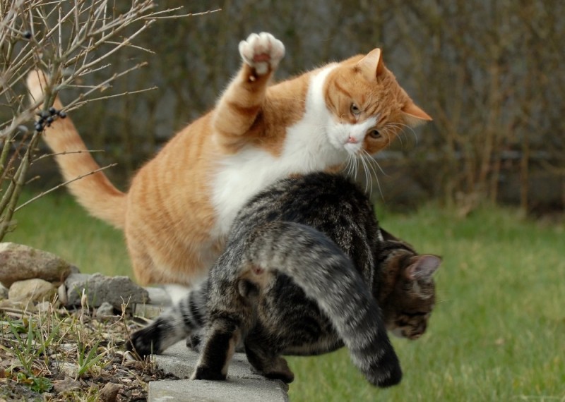 Create meme: cats are funny, cat , the cat is fighting