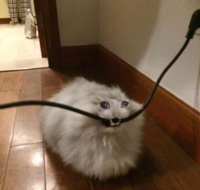 Create meme: the cat bites the cord, cat , the cat is gnawing on the wires