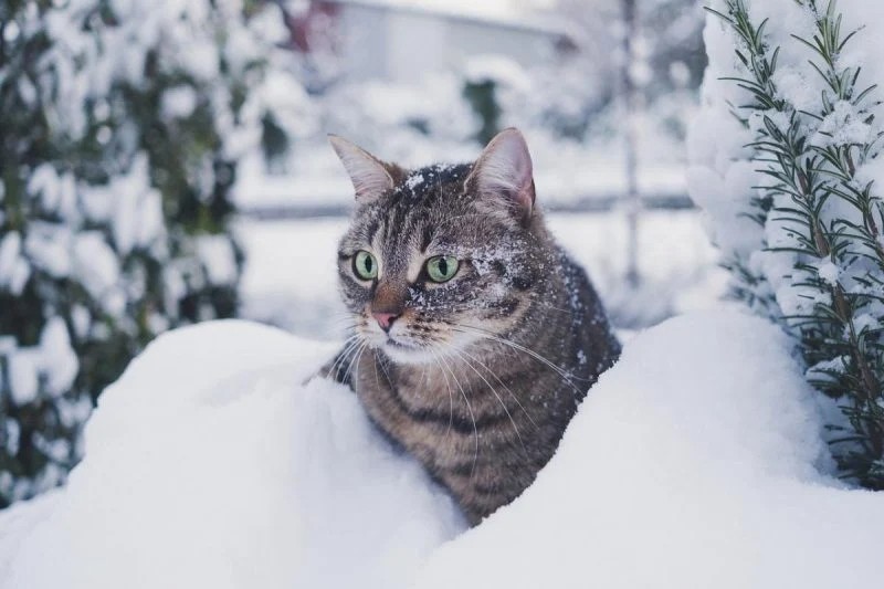 Create meme: winter cat, winter cat, winter cat
