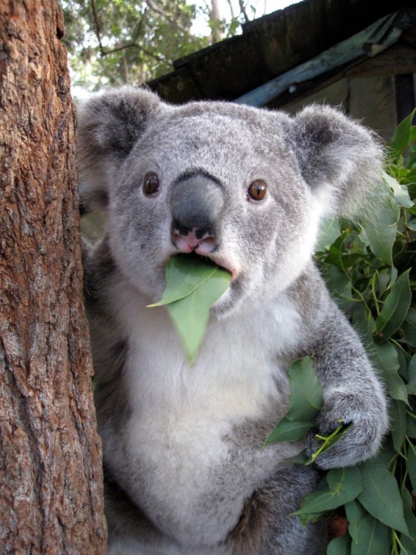 Create meme: little koala, surprised Koala , koala endemics