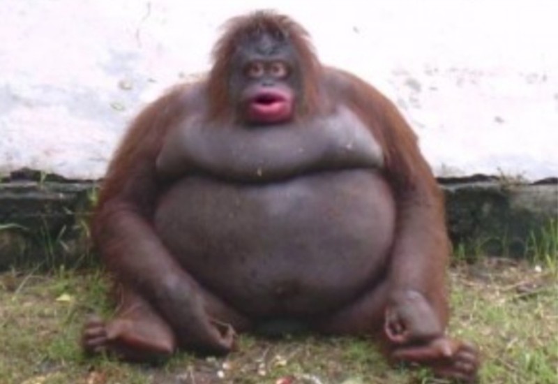 Создать мем: стинки горилла, жирная обезьяна, толстые обезьяны