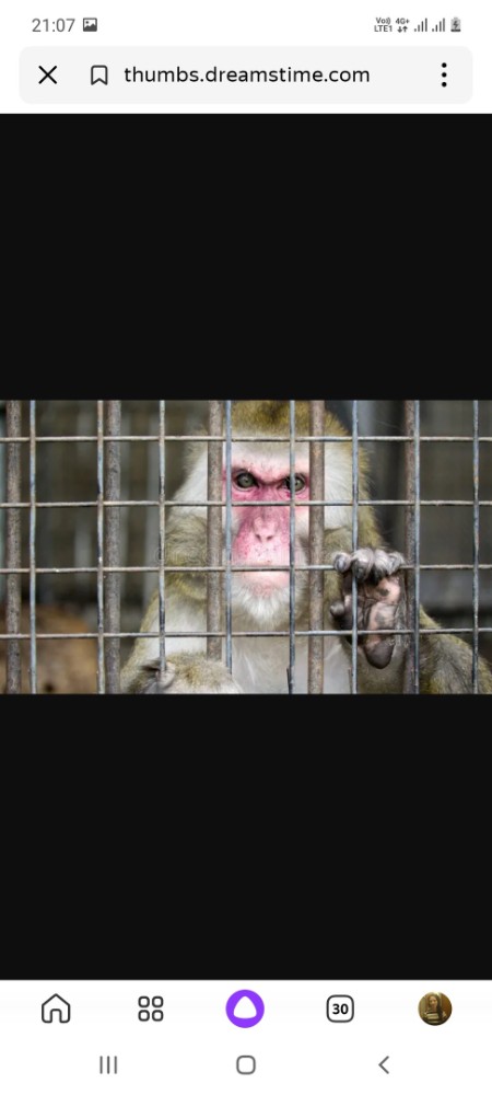 Создать мем: сухумский обезьяний питомник, обезьяна, обезьяна в зоопарке