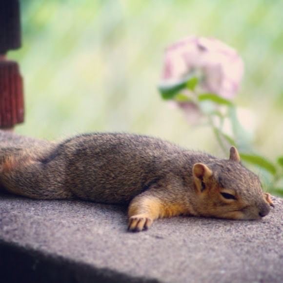 Create meme: lazy squirrel, proteins animals, squirrel is tired