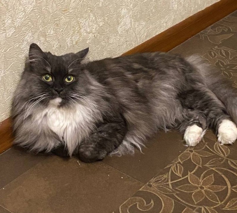 Create meme: Siberian long-haired cat, siberian grey long - haired cat, cat Angora